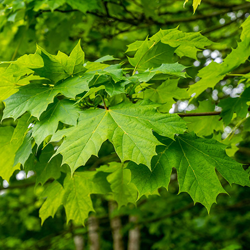 Sugar Maple