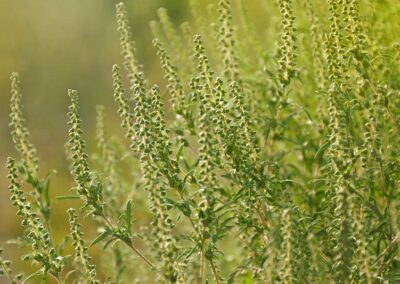 Western Ragweed