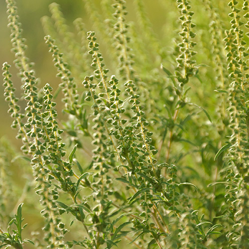 Western Ragweed