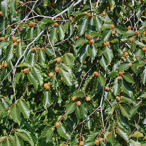 American Beech