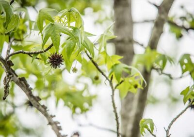 American Sweetgum