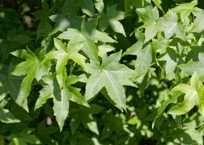 American Sweetgum