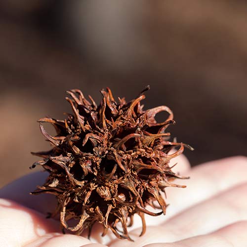 American Sweetgum