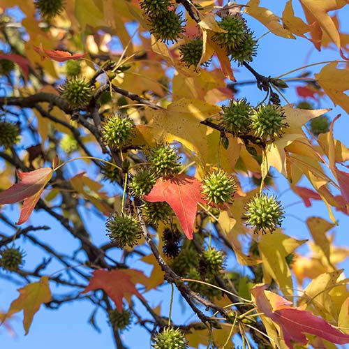 American Sweetgum