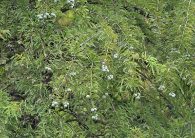 Bald Cypress