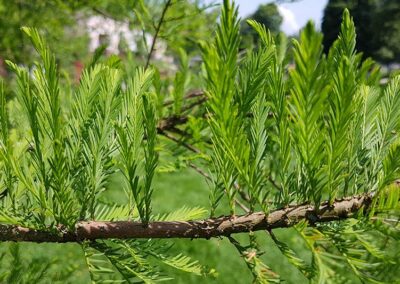 Bald Cypress