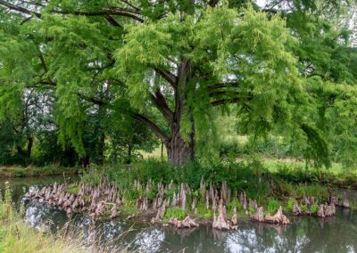 Bald Cypress