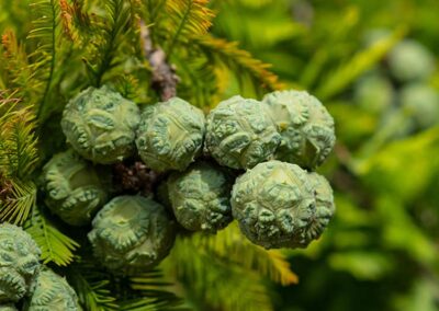 Bald Cypress