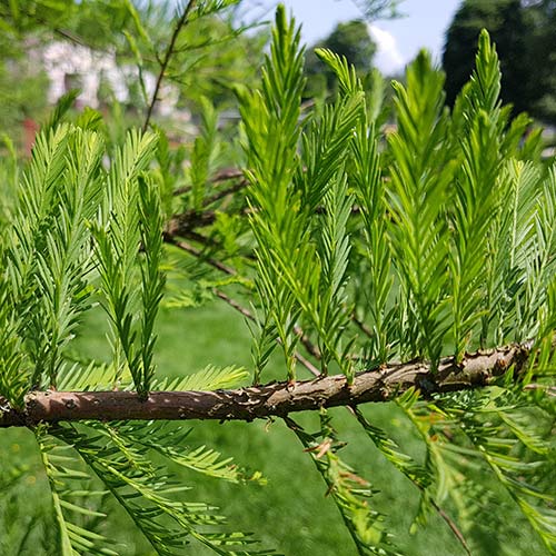 Bald Cypress