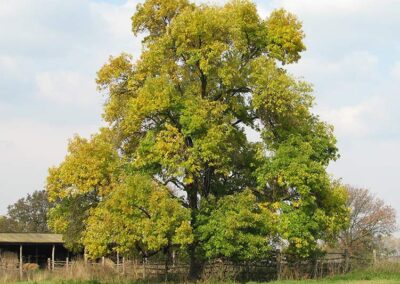 Black Walnut