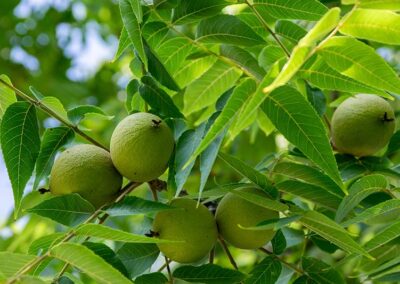 Black Walnut