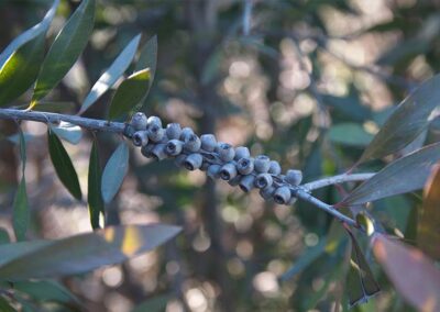 Bottlebrush Tree