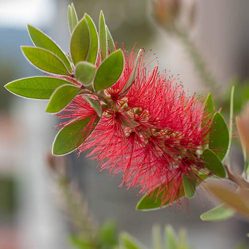 Bottlebrush Tree