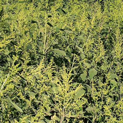 Burweed Marsh Elder