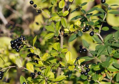 Common Privet