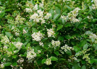 Common Privet