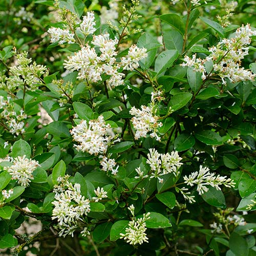 Common Privet