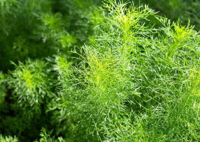 Eastern Dog Fennel