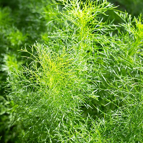 Eastern Dog Fennel