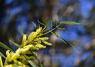 Golden Acacia