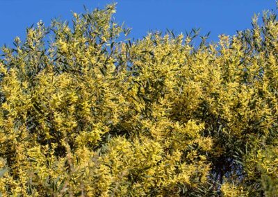 Golden Acacia