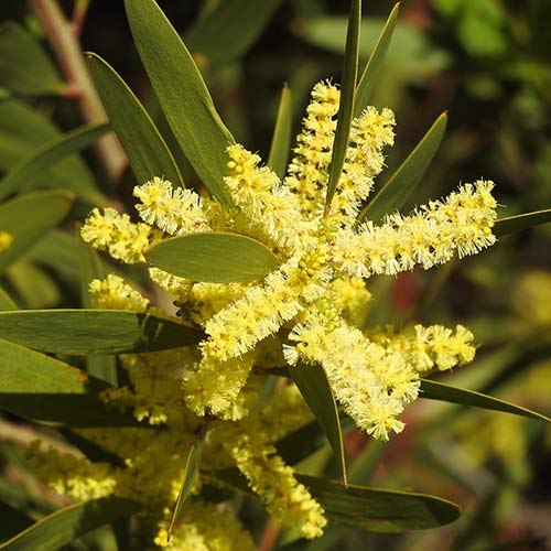 Golden Acacia