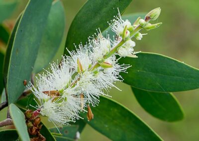 Melaleuca