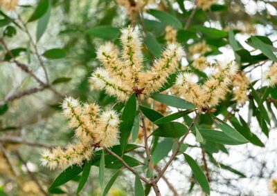 Melaleuca