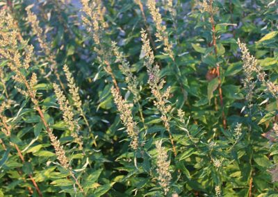 Mugwort