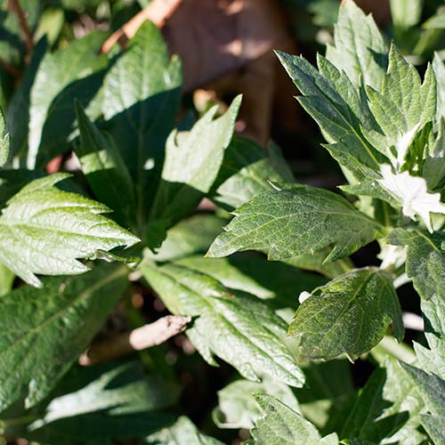 Mugwort