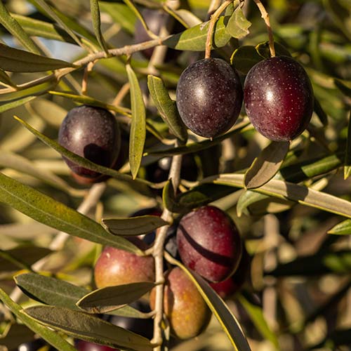 Olive Tree