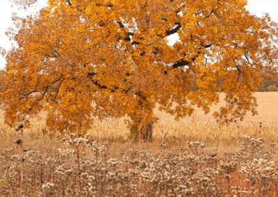 Shagbark Hickory