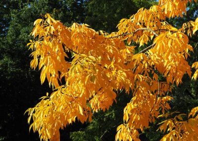 Shagbark Hickory