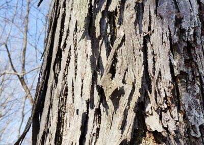 Shagbark Hickory