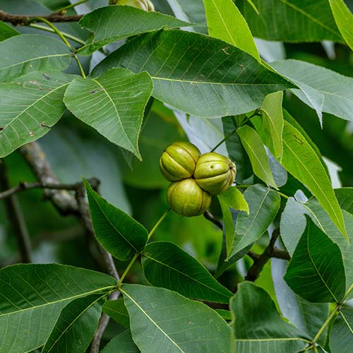 Shagbark Hickory