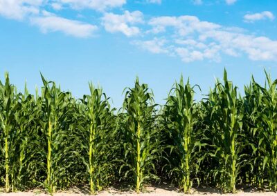 Corn, Common Cultivated, Pollen