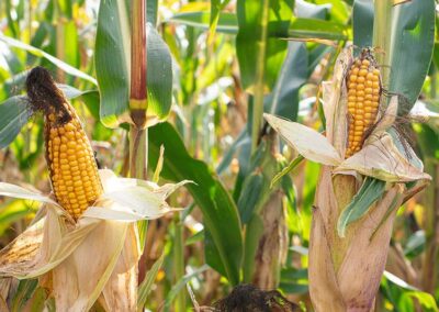 Corn, Common Cultivated, Pollen