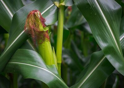 Corn, Common Cultivated, Pollen