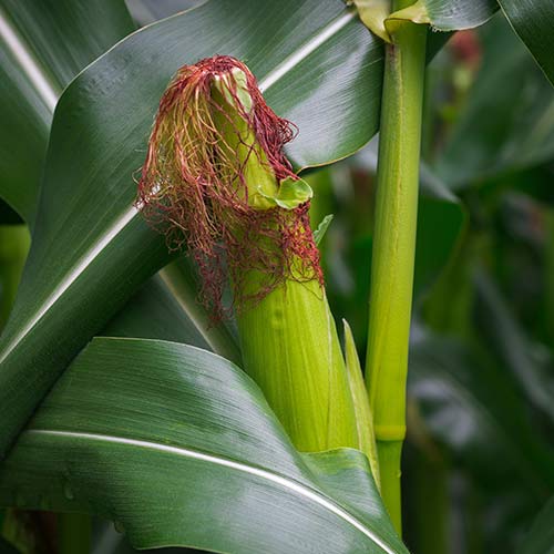 Corn, Common Cultivated, Pollen