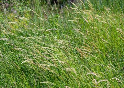 Sweet Vernalgrass