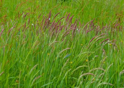 Sweet Vernalgrass