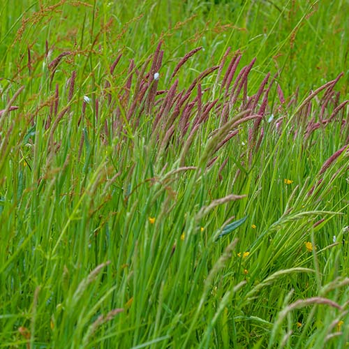 Sweet Vernalgrass