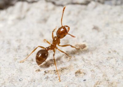 Red Imported Fire Ant